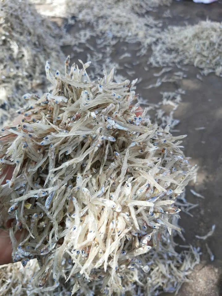 Dried Anchovy Seafood Japanese Anchovy,Dried White Anchovy Fish For