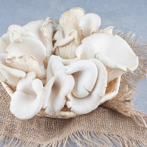 Fresh Oyster Mushroom Indonesian Cultivation Local Oyster Mushroom