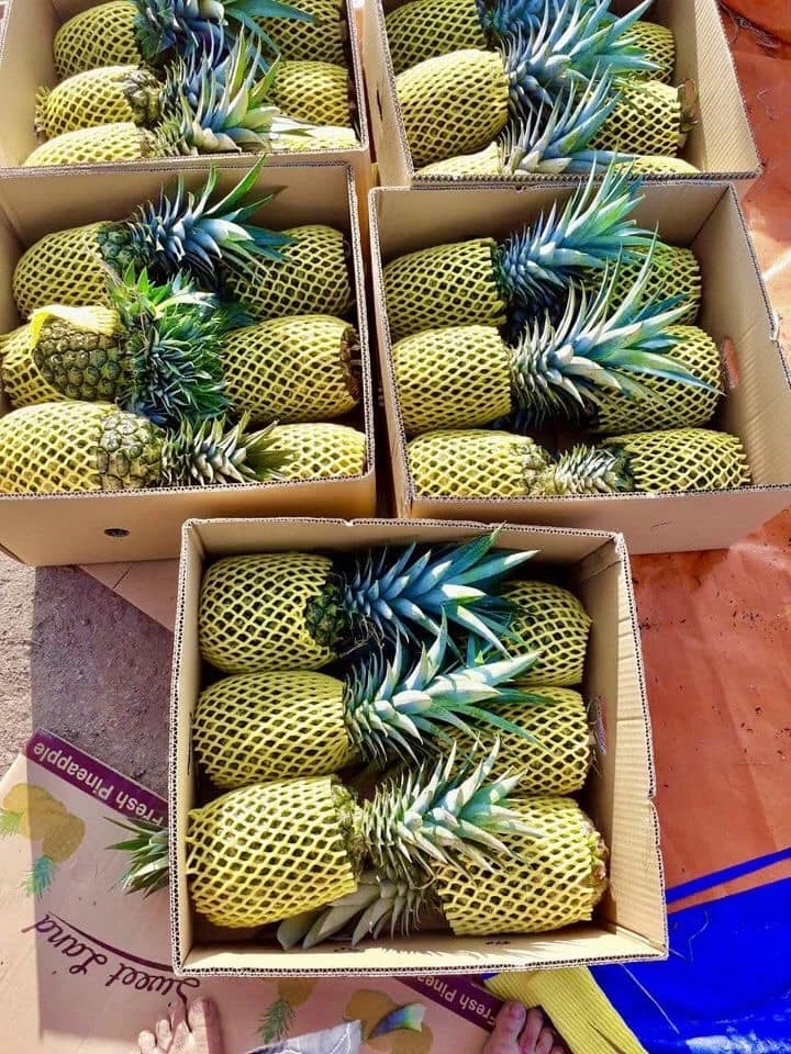 A Grade Fresh Ananas Fruits With Green Leaves Natural Pineapple Fruit