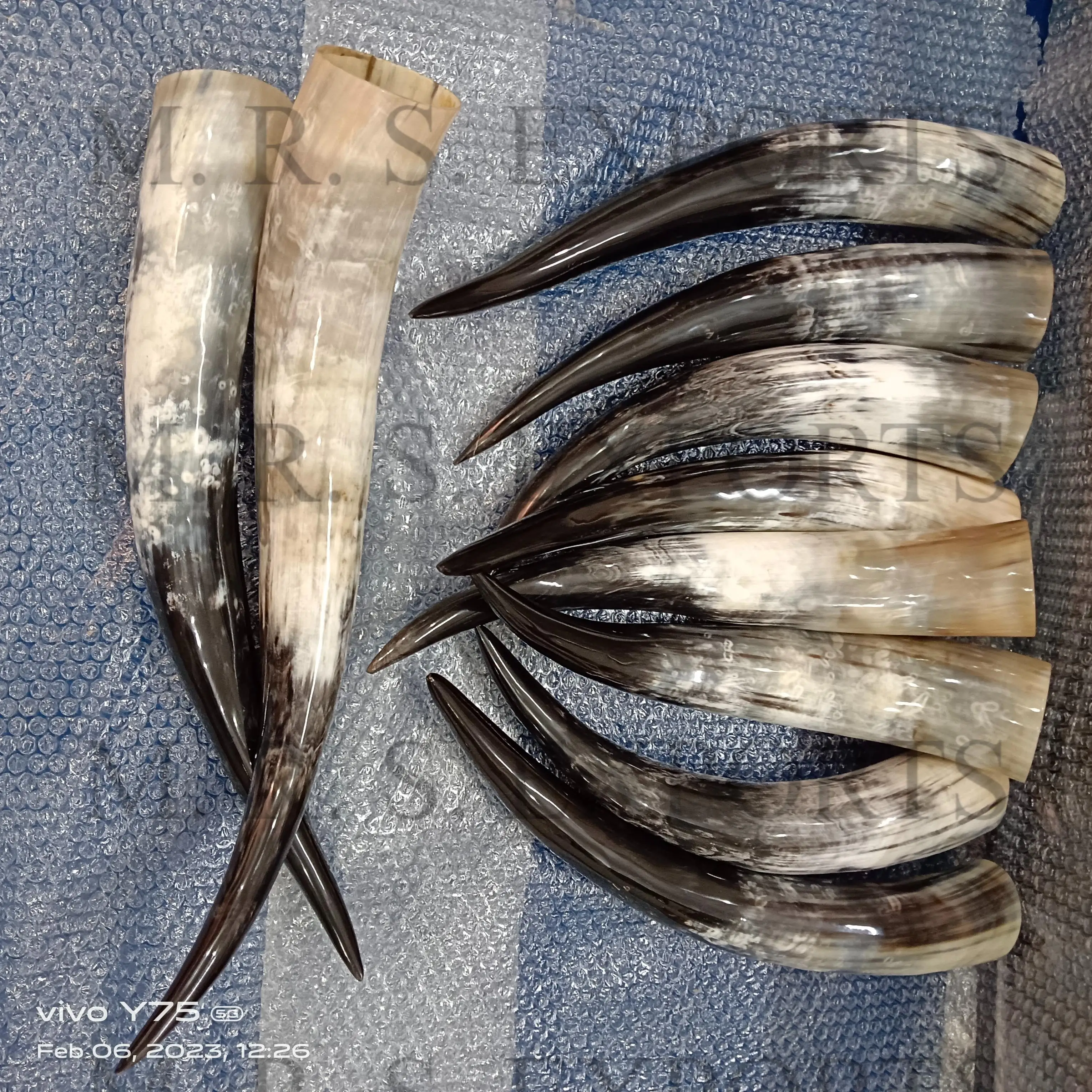 Ox Horn Shell 2024 New Design Ox Horns Viking Drinking Horns Food Safe Polished Glass ...