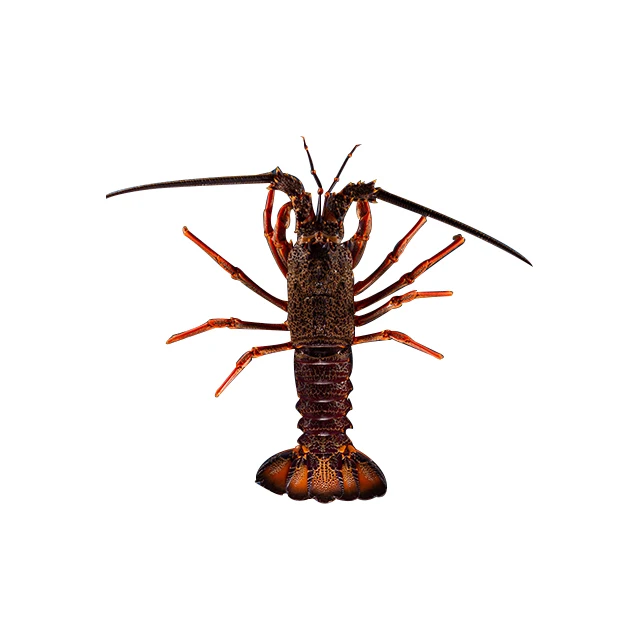 Sothern Rock Lobster Live Seafood Retailers Supplies Rocklobsterprice