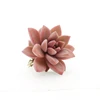 Indoor plant perennial nature product Succulent plants Graptosedum Bronze