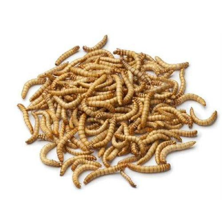 Frozen Mealworms.jpg