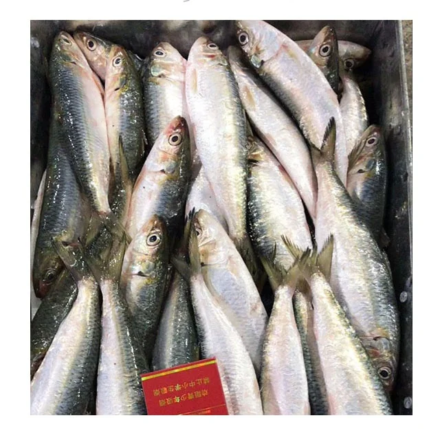 すべてのタイプの冷凍フィリピン魚イワシ Buy 価格冷凍イワシ すべてのタイプのイワシ魚 イワシ魚 Product On Alibaba Com