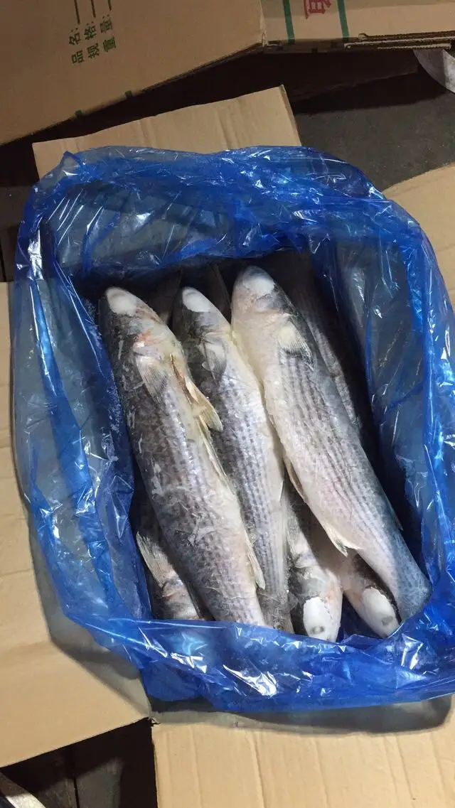 grey  mullet (2).jpg