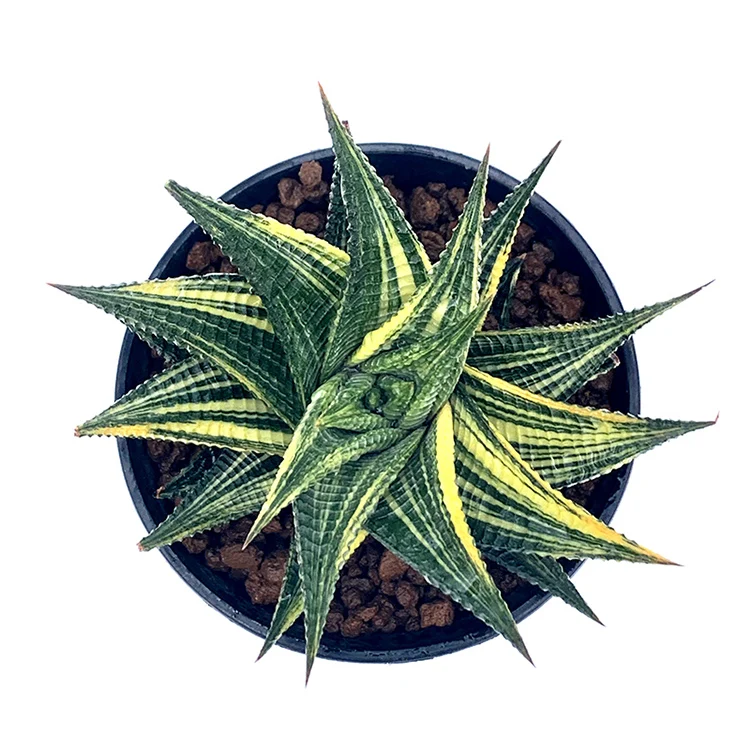 
Hotsellings Natural Variegated Mini Bag Sea Friendship Style Air Succulent Pcs Ems Color Plant 