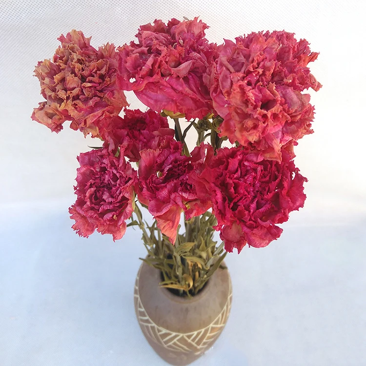 Miniature Carnation