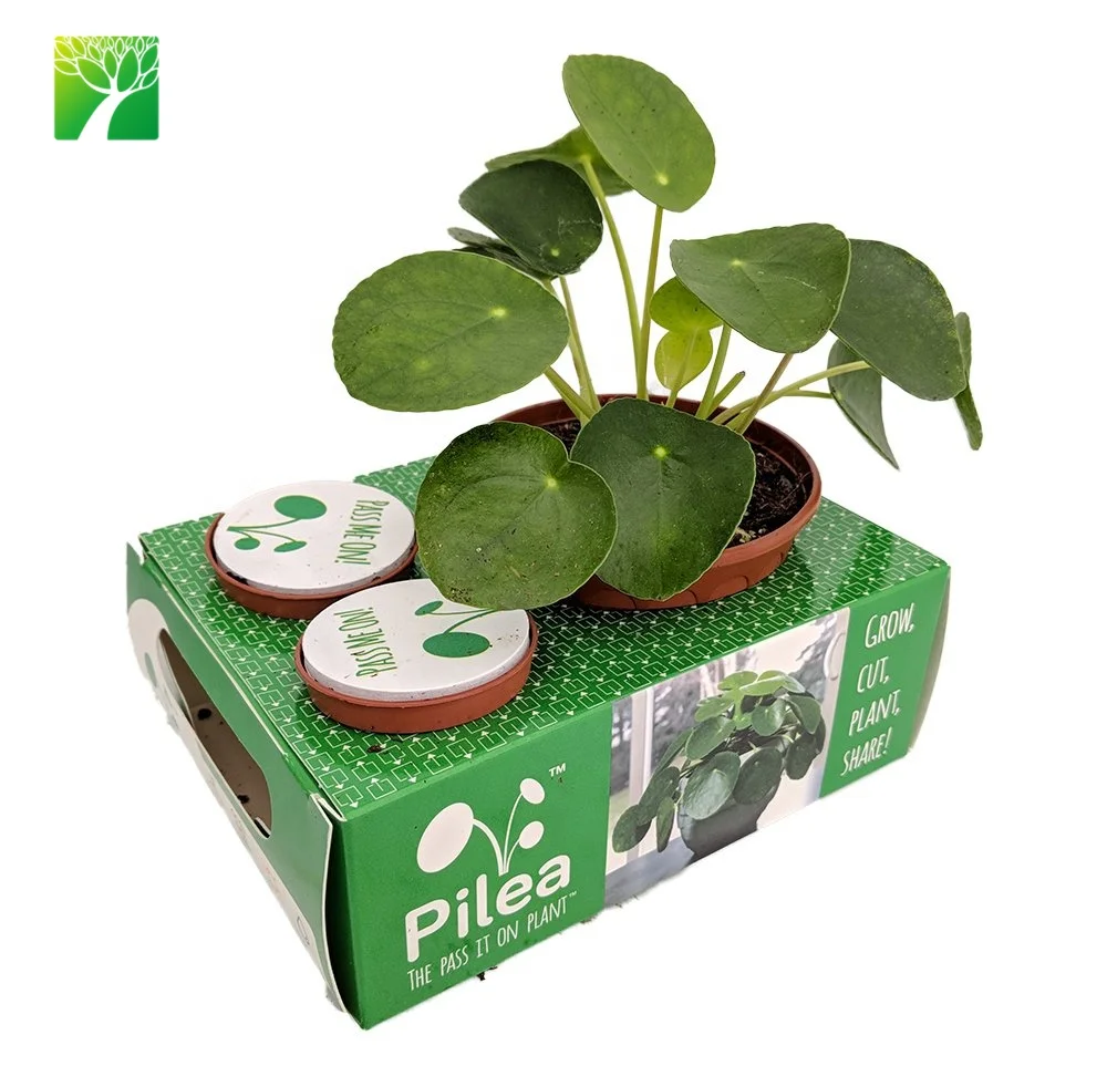 Pilea Интернет Магазин Растений