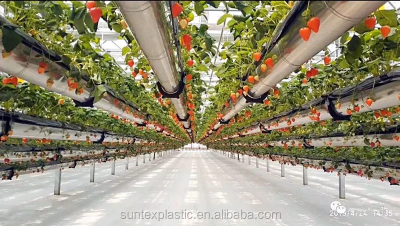 Custom Greenhouse White Weed Mat Pp Woven Ground Cover,Orchard