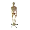 Life-size Human Skeleton Anatomical Models for Teaching Biology
