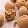 hand picking high quality Chinese xinjiang walnut with shell