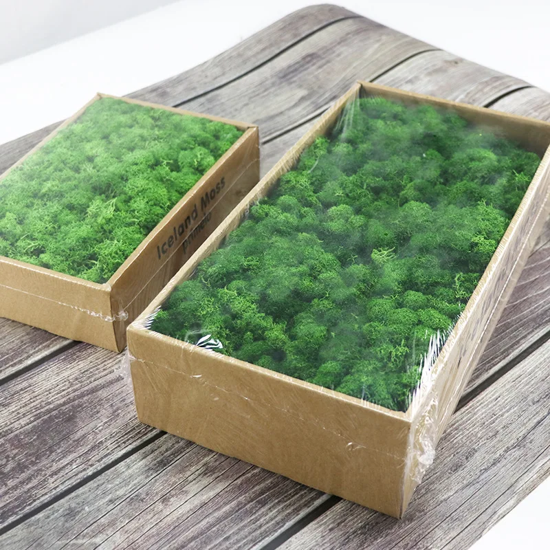 Wholesale Preserved Wall Moss Letters Box Lichen Stabilized Irish Moss