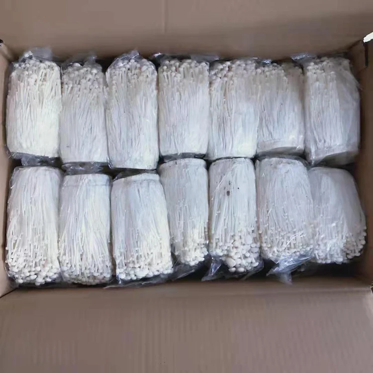 
Wholesale high quality fresh Golden Needle Mushroom green cultivated Enoki Mushroom 