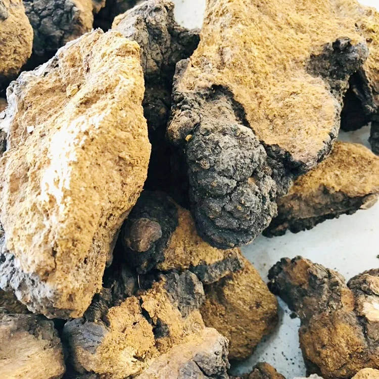high quality wholesale organic natural russia chaga mushroom