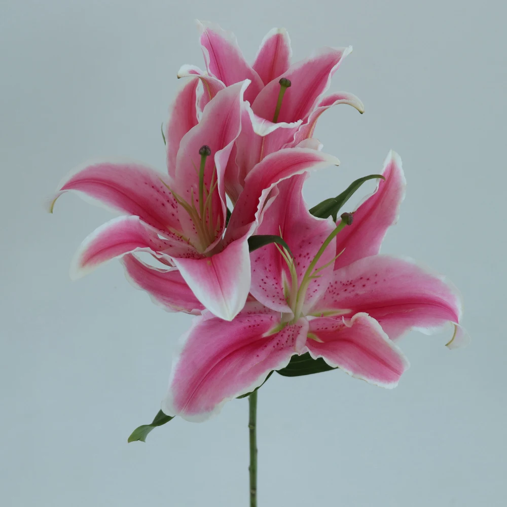 hot sale factory direct sell large marlon lily flowers fresh