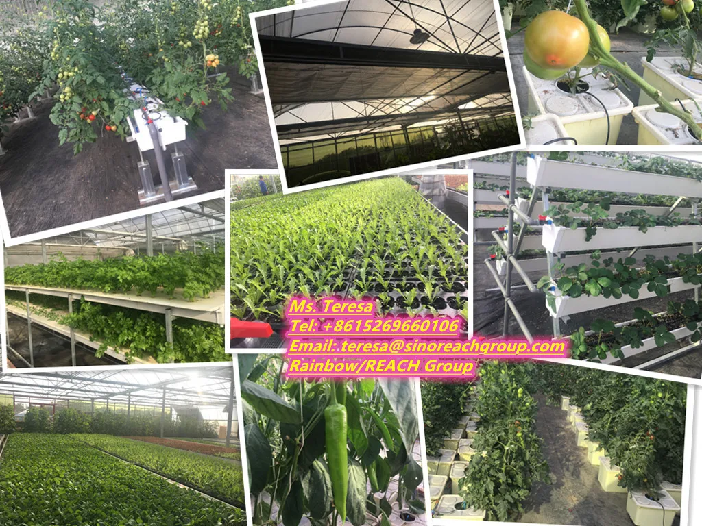 plastic poly film greenhouse.jpg