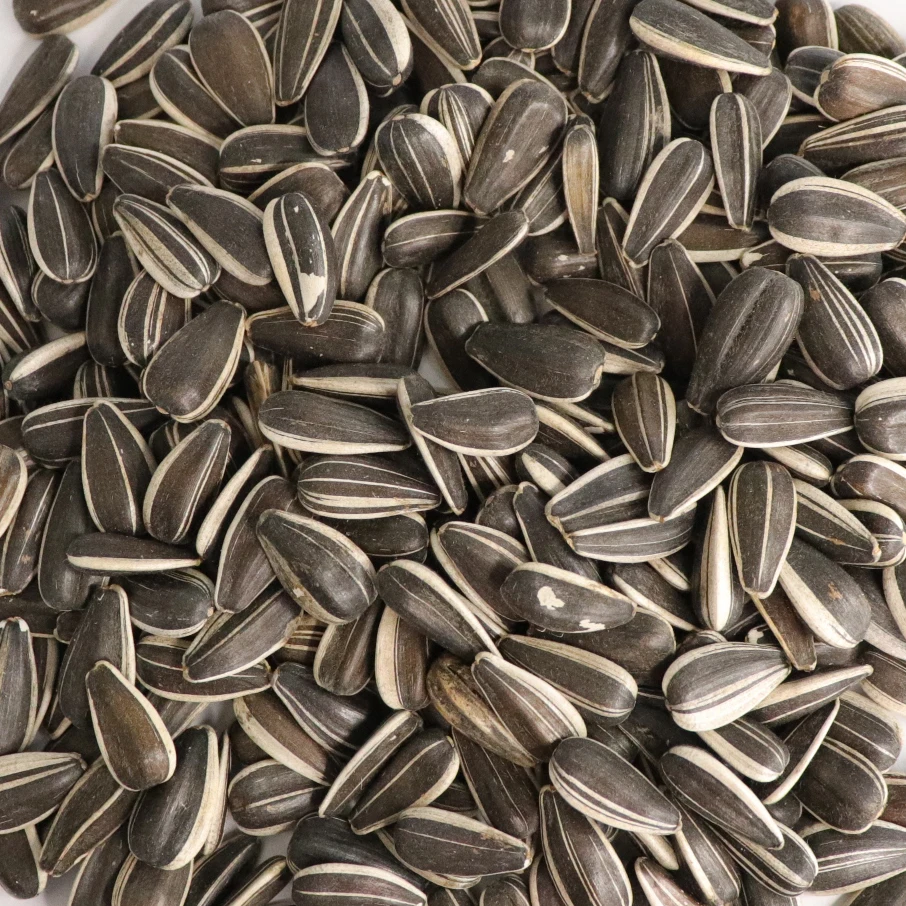 Natural Growth Sunflower Seeds 361 Chinese Sunflower Seeds A Ton Price