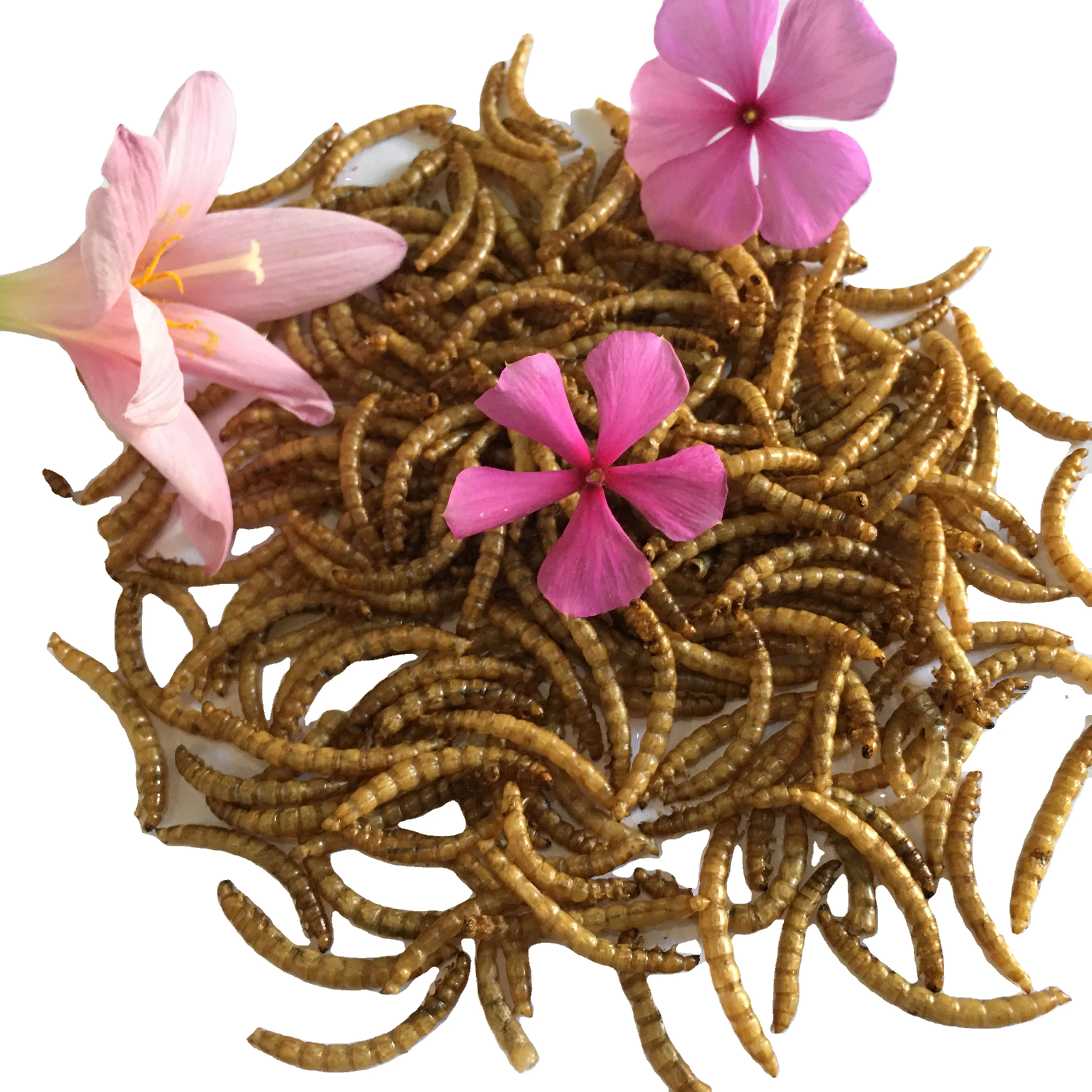 Dry Yellow Mealworms In 2023 Are Cheap And Highquality Cat And Turtle