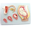 The model of embryo gestation growth process