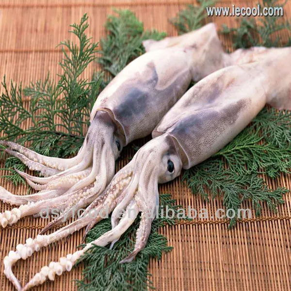 illex squid