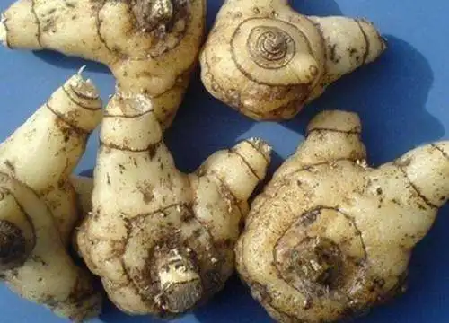 中药活血化瘀中药白芨根 p.e.白芨提取物