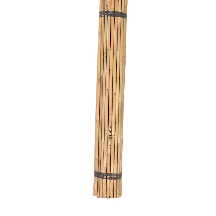 
Tonkin Cane Bamboo 240cm Dia.20-22mm for Tree Guards 