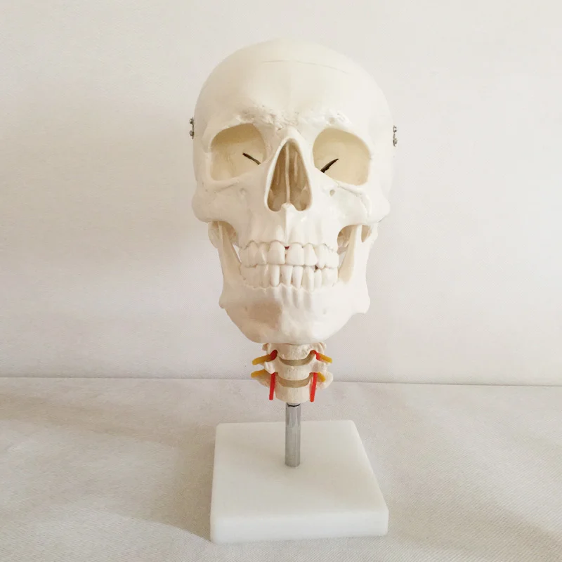 product teaching resources medical science colorful natural size human skull model oral cavity with anatomy detachable fixed bone model-4