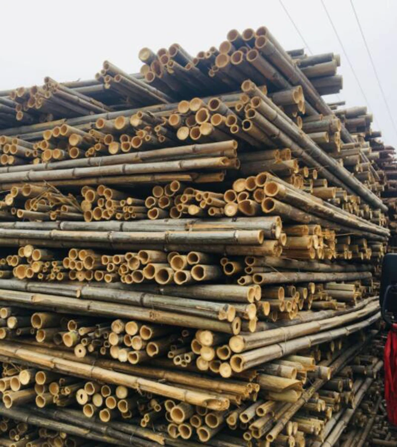 bamboo5.jpg