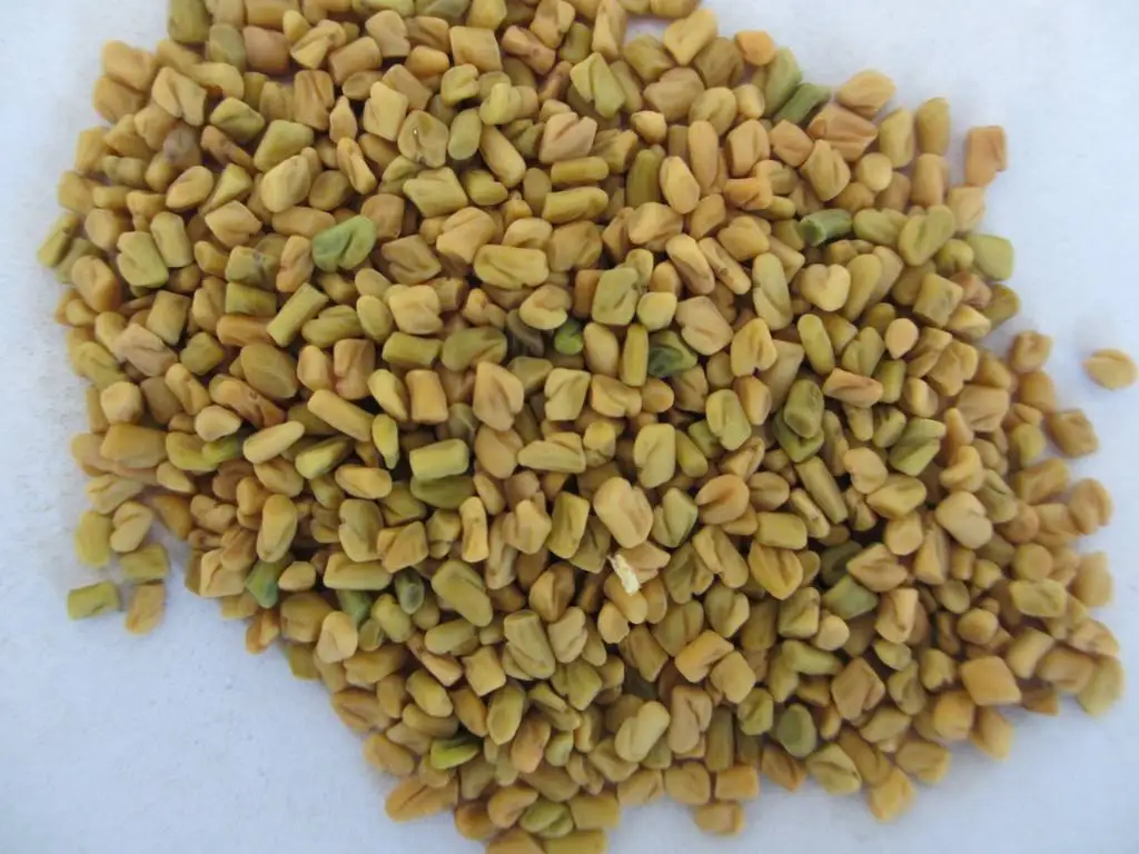 wholesale high quality natural fenugreek seed extract 95% powder