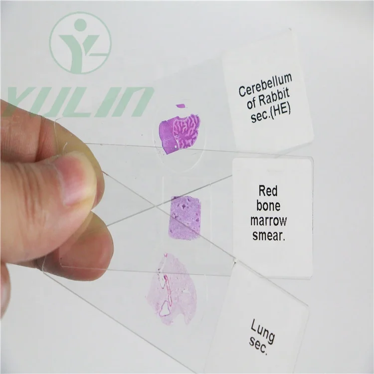 Human Histology Prepared Microscopic Glass Slide Set Buy Zoology Animal Medical Science Parasitology Prepared Microscope Slides Human Histology Prepared Microscopic Glass Slide Set Medical Parasite Microscope Slides Product On Alibaba Com