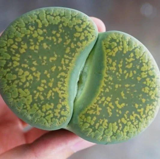 
wholesale mini lithops cactus mini indoor decoration big lithops 6-7cm 