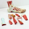 Plantar anatomy model 9 parts