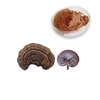 Immunity booster dried reishi mushroom lucidum ganoderma spore extract powder