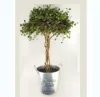 Faux Artificial Greenery Plant L35xW26xH63cm Angel Lvs Tree in Tin Vase