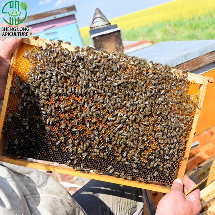 Grosshandel Biene Gemalt Kaufen Sie Die Besten Biene Gemalt Stucke Aus China Biene Gemalt Grossisten Online Alibaba Com