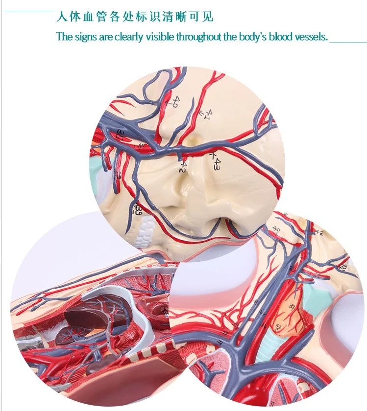 Display Blood Circulation Human Anatomy Model Includes Cardiovascular And Lymphatic System