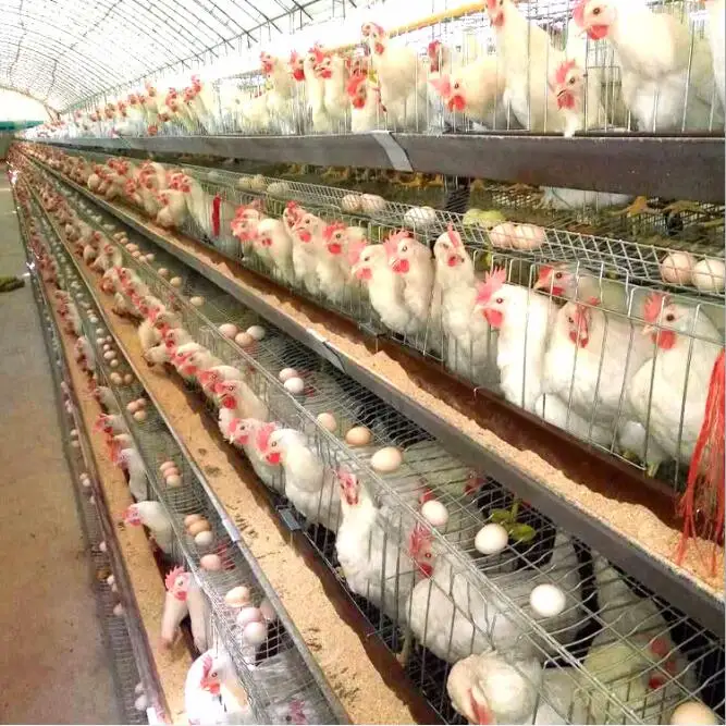 poultrychicken cage.jpg
