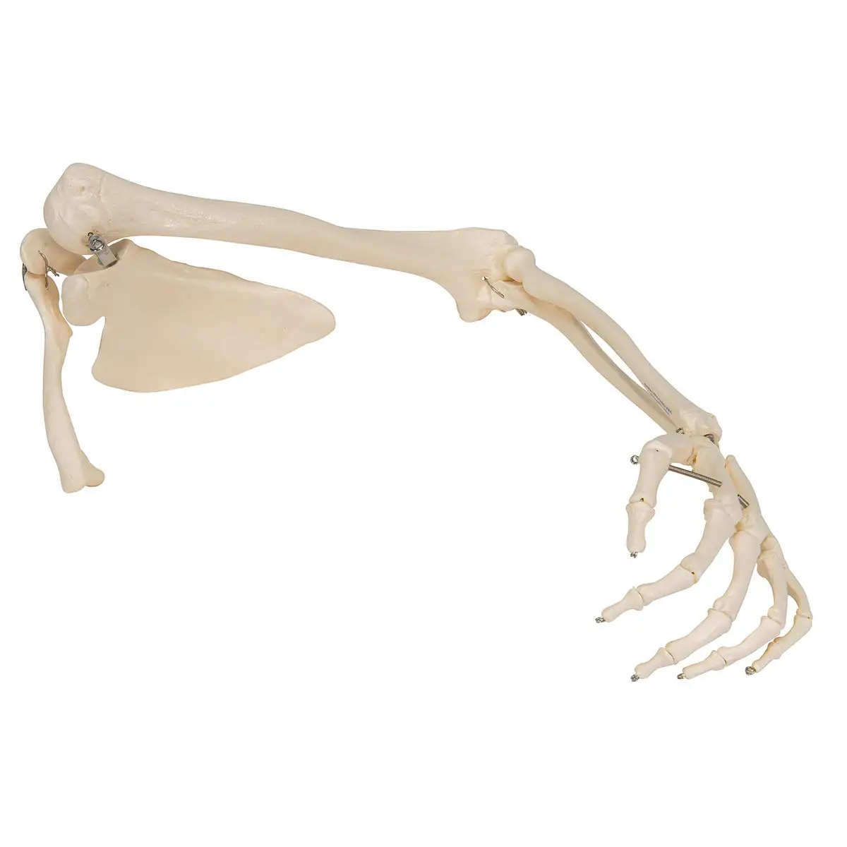 SKELETON ARM スケルトンアーム 海外玩具 Hd0e48013264144308000c3fa42645