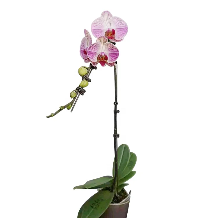 
Hot Selling Culture Flask Pink Phalaenopsis Orchids Plants Seedlings 