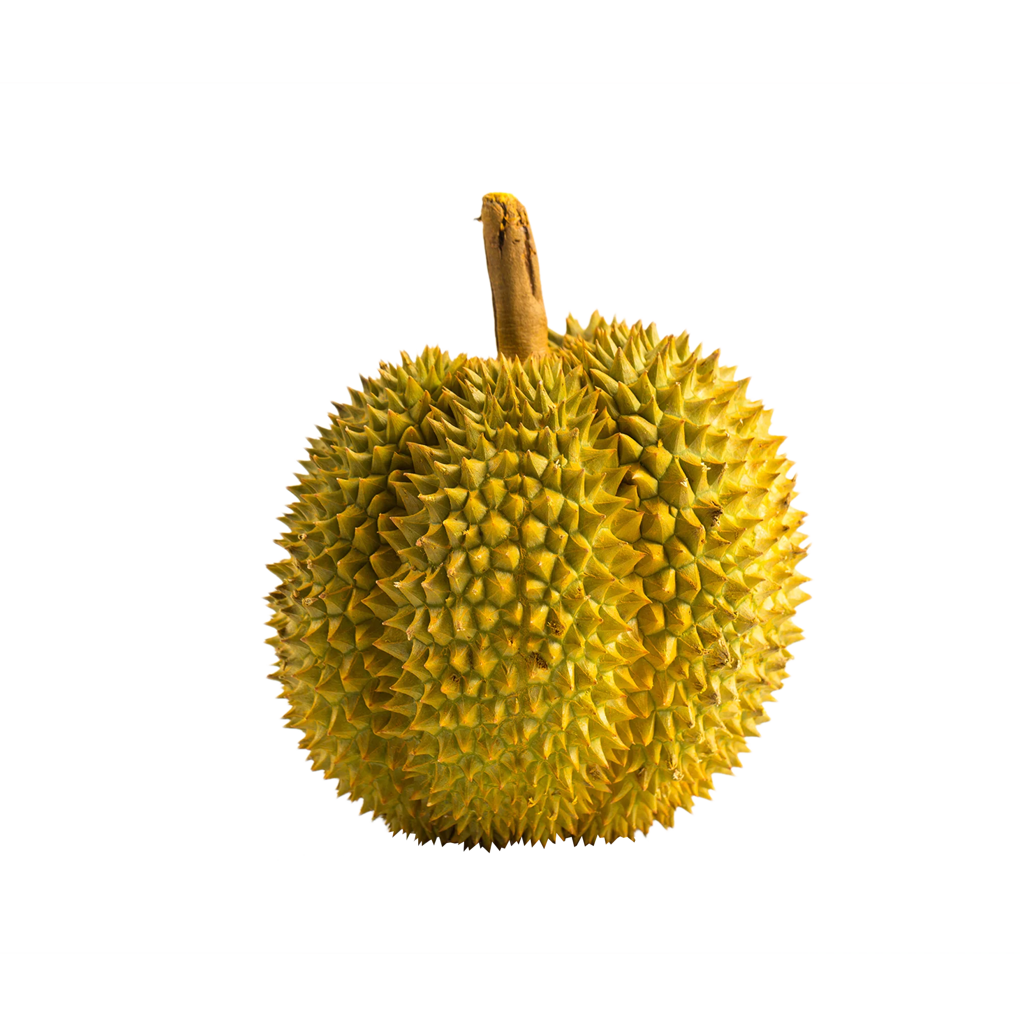 Common Crop Fresh Durian Fruit From Vietnam Wholesale Durian Fresh