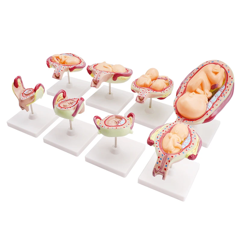 Plastic Human Anatomy Model Anatomy Model Human Body Medical School ...