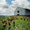 Poultry warehouse chicken farm business plan