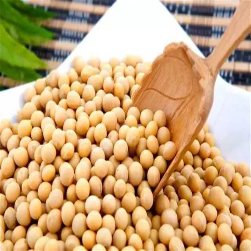 Wholesale Organic Soyabeans/ Soya Beans / Soybeans Available Directly