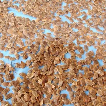 罕见植物中国紫檀木种子 dalbergia odorifera 种植