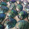 Used In Native American Spiritual Smudge Kit Supplies New Zealand Abalone shell