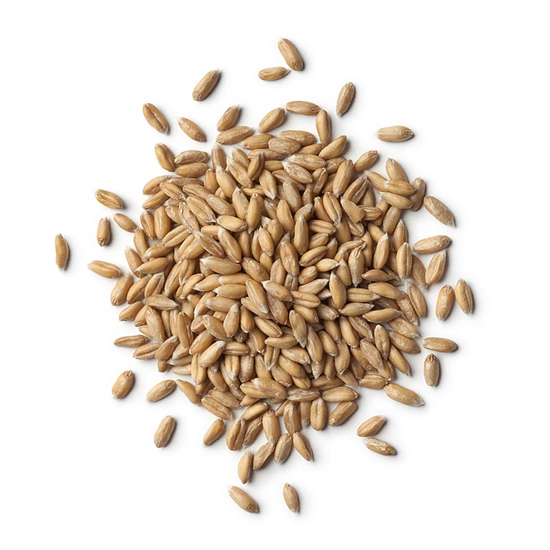 
High quality wheat grain, agriculture product 