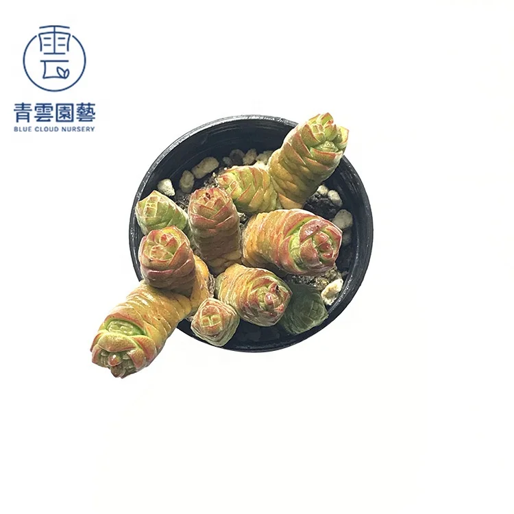 
mini cactus succulent plants succulent korea Indoor plants 