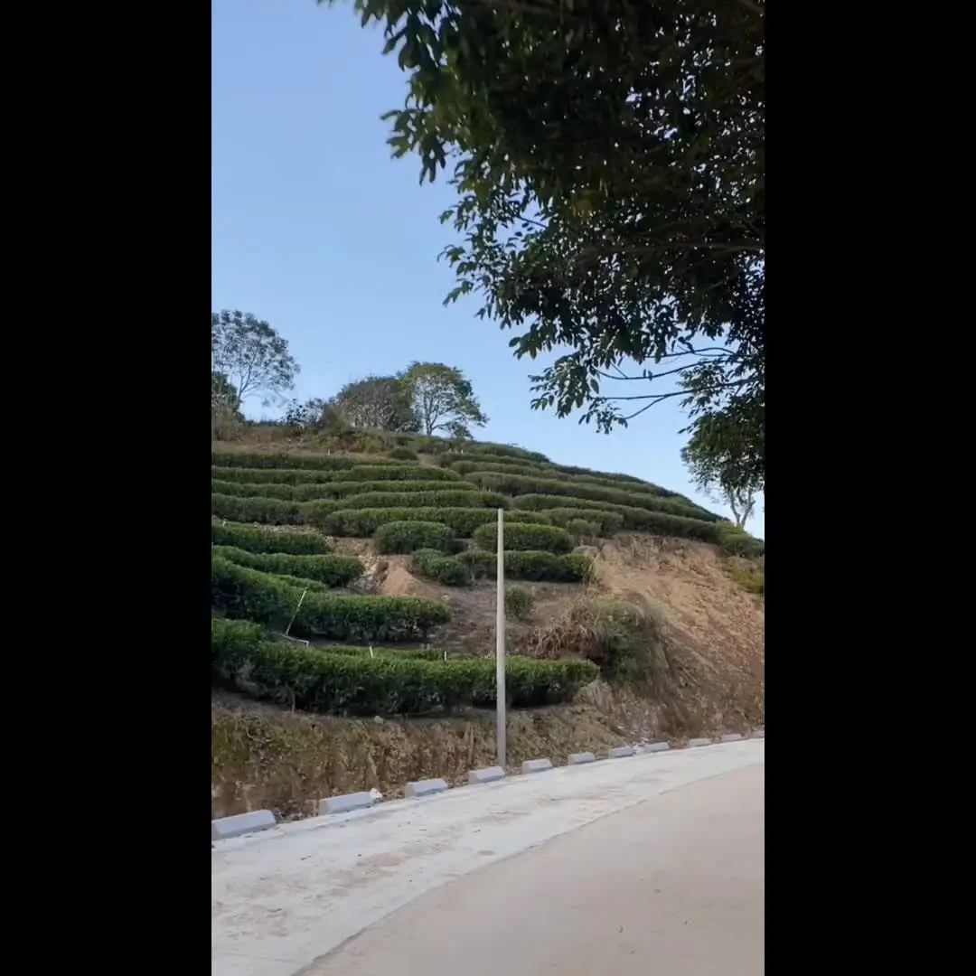 ガンパウダーグリーンティースペシャルガンパウダーグリーン