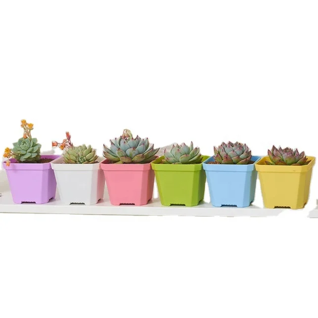 Garden Small Square Colorful Clear Plastic Cactus Jardin Bunga Succulent Flower Pot Buy Pink