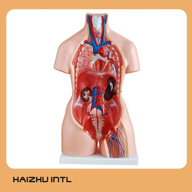85 Cm Bisexual Human Anatomy Torso Model,Medical Human Body Torso 